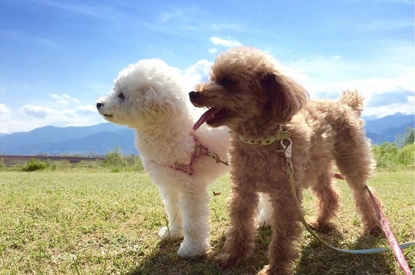 【楽天月末セール】愛犬連れ旅行応援！ワンちゃん同伴ルームがお得★／饗宴コース＜ドッグラン完備＞